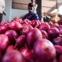 Onion Export Ban to continue