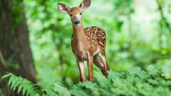 Scientists are still looking into if the zombie deer diseases can be transmitted to humans. 