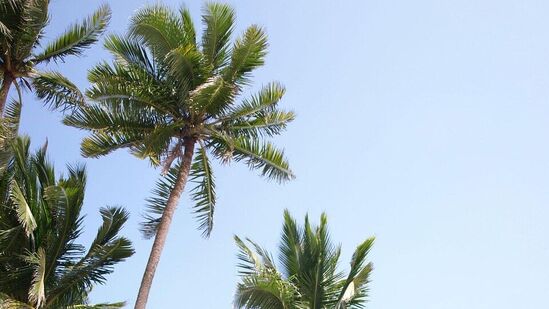 आर्थिक परिस्थिती सुधारेलवास्तुशास्त्रानुसार घरातील कोणत्याही सदस्याला काम किंवा व्यवसायाशी संबंधित समस्या असल्यास ती नारळाच्या झाडाच्या उपस्थितीने दूर होते. जर तुम्ही तुमच्या घरातील बागेत नारळाचे झाड लावले तर तुमची आर्थिक परिस्थिती सुधारेल. पैशाची चणचण दूप होईल. आर्थिक परिस्थिती सुधारेलवास्तुशास्त्रानुसार घरातील कोणत्याही सदस्याला काम किंवा व्यवसायाशी संबंधित समस्या असल्यास ती नारळाच्या झाडाच्या उपस्थितीने दूर होते. जर तुम्ही तुमच्या घरातील बागेत नारळाचे झाड लावले तर तुमची आर्थिक परिस्थिती सुधारेल. पैशाची चणचण दूप होईल.