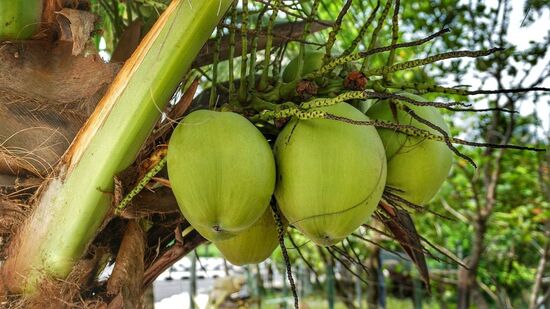 नारळाचे झाड तोडणे चांगले आहे का -&nbsp;वास्तुशास्त्रानुसार नारळाचे झाड तोडल्याने चांगले परिणाम मिळत नाहीत. परंतु काही कारणास्तव ते तुमच्याकडून पडले तर ती दुसरी बाब आहे. पण नारळाचे झाड स्वतःच तोडणे फार अशुभ आहे.&nbsp;