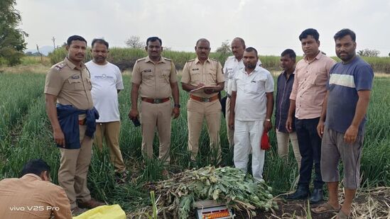 कांदा लसणाच्या शेतीत अफुची लागवड; मावडी क.प येथे तब्बल इतक्या किमितीची अफु जप्त