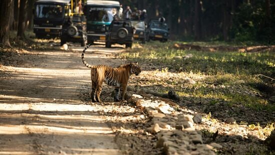 भारतात जगातील सर्वात वैविध्यपूर्ण आणि आकर्षक राष्ट्रीय उद्याने आहेत, प्रत्येक देशाच्या समृद्ध वन्यजीव आणि नैसर्गिक सौंदर्याची एक अनोखी झलक प्रदान करते. जिम कॉर्बेट राष्ट्रीय उद्यानातील भव्य बंगाल वाघांपासून ते रणथंभौर राष्ट्रीय उद्यानाच्या आश्चर्यकारक लँडस्केपपर्यंत वन्यजीवांच्या अविस्मरणीय अनुभवासाठी भारतातील पाच राष्ट्रीय उद्याने येथे आहेत ज्यांना भेट द्यायलाच हवी.&nbsp;