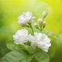 Jasmine flower growth 