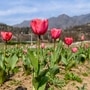 Tulips bloom at Indira Gandhi Memorial Tulip Garden which is set to open on March 23, in Srinagar on Wednesday. 