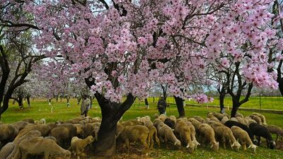 पृथ्वीवरील नंदनवन असणाऱ्या काश्मीरमध्ये &nbsp;वसंत ऋतूचे स्वागत जल्लोषात करण्यात येते.&nbsp;