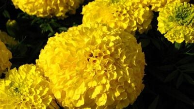 विष्णूदेवाला पिवळ्या रंगाची फुले, मिठाई, वस्त्र अर्पण करावे. पिवळा रंग सौभाग्य व संपन्नताचे प्रतिक मानले जाते, तसेच भगवान विष्णूचा प्रिय रंग पिवळा आहे.