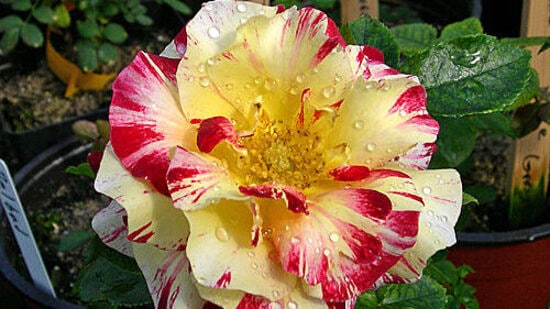 उन्हाळ्यात फुलांचा आकार खूप लहान होतो. गुलाबाच्या पाकळ्यांची मांडणीही पूर्वीसारखी सुंदर राहिलेली नसते. त्यामुळे झाडावर फुले आली तरी ती तोडू नये. कळीवर रंग येताच तो कापून टाकावा. थोडा त्रास होईल, पण लक्षात ठेवा की ते आपल्या झाडासाठी चांगले असेल. उन्हाळ्यात फुलांचा आकार खूप लहान होतो. गुलाबाच्या पाकळ्यांची मांडणीही पूर्वीसारखी सुंदर राहिलेली नसते. त्यामुळे झाडावर फुले आली तरी ती तोडू नये. कळीवर रंग येताच तो कापून टाकावा. थोडा त्रास होईल, पण लक्षात ठेवा की ते आपल्या झाडासाठी चांगले असेल.