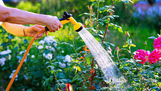 उन्हाळ्यात दिवसातून दोनवेळा रोपांच्या मातीला पाणी देण्याचा प्रयत्न करावा. आणि फक्त मातीला पाणी द्यावं लागत नाही, तर झाडाला चांगलं आंघोळही करावं लागतं. फवारणी दरम्यान दुपारी फ्रिजचे पाणी वापरता येते. कारण त्यावेळी टाकीतील पाणी गरम होते. दुपारच्या उन्हात आपले झाड झुकत असल्याचे दिसल्यास दुपारी १२-१ वाजता एकदा झाडाची फवारणी करून आंघोळ करावी. जमीन कोरडी झाल्यावर जमिनीत पाणी घालावे. झाडाचे नुकसान होण्याची भीती बाळगू नका. किंबहुना झाड किती ताजे झाले आहे हे तुम्हाला दिसेल. उन्हाळ्यात दिवसातून दोनवेळा रोपांच्या मातीला पाणी देण्याचा प्रयत्न करावा. आणि फक्त मातीला पाणी द्यावं लागत नाही, तर झाडाला चांगलं आंघोळही करावं लागतं. फवारणी दरम्यान दुपारी फ्रिजचे पाणी वापरता येते. कारण त्यावेळी टाकीतील पाणी गरम होते. दुपारच्या उन्हात आपले झाड झुकत असल्याचे दिसल्यास दुपारी १२-१ वाजता एकदा झाडाची फवारणी करून आंघोळ करावी. जमीन कोरडी झाल्यावर जमिनीत पाणी घालावे. झाडाचे नुकसान होण्याची भीती बाळगू नका. किंबहुना झाड किती ताजे झाले आहे हे तुम्हाला दिसेल.