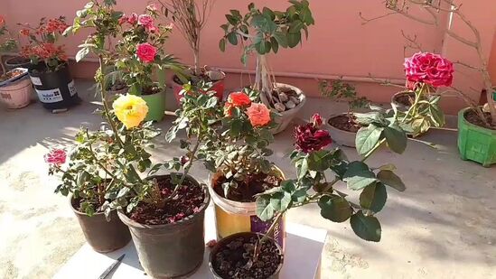 सर्वप्रथम आपल्या गुलाबाची रोपे अशा ठिकाणी ठेवा जिथे सकाळचा सूर्य मिळेल आणि दुपारच्या कडक उष्णतेच्या संपर्कात येणार नाही. आणि जर तुमच्या छतावर अशी जागा नसेल तर गुलाबाचे झाड मोठ्या झाडांजवळ ठेवा. जेणेकरून उन्हापासून त्यांचे थोडे संरक्षण करता येईल. सर्वप्रथम आपल्या गुलाबाची रोपे अशा ठिकाणी ठेवा जिथे सकाळचा सूर्य मिळेल आणि दुपारच्या कडक उष्णतेच्या संपर्कात येणार नाही. आणि जर तुमच्या छतावर अशी जागा नसेल तर गुलाबाचे झाड मोठ्या झाडांजवळ ठेवा. जेणेकरून उन्हापासून त्यांचे थोडे संरक्षण करता येईल.