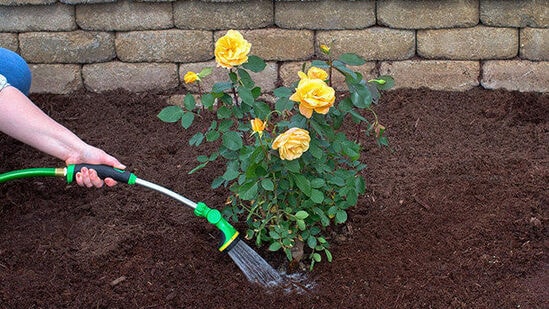 तुम्ही टबला मल्च करू शकता. अशा वेळी माती व मुळांना थेट सूर्यप्रकाश मिळत नाही. अशावेळी स्ट्रॉ किंवा कोरडी पाने घेऊन टबच्या मातीत टाकावी लागतात. मल्चिंगसाठी अनेक जण गांडूळ खताचा सुद्धा वापर करतात. आणखी एक गोष्ट लक्षात ठेवा उन्हाळ्यात शेणाचे खत आणि मोहरीची भुसा न देणे चांगले. मोहरीऐवजी बदामाचे कवच द्रव खत म्हणून झाडांना द्यावे. तुम्ही टबला मल्च करू शकता. अशा वेळी माती व मुळांना थेट सूर्यप्रकाश मिळत नाही. अशावेळी स्ट्रॉ किंवा कोरडी पाने घेऊन टबच्या मातीत टाकावी लागतात. मल्चिंगसाठी अनेक जण गांडूळ खताचा सुद्धा वापर करतात. आणखी एक गोष्ट लक्षात ठेवा उन्हाळ्यात शेणाचे खत आणि मोहरीची भुसा न देणे चांगले. मोहरीऐवजी बदामाचे कवच द्रव खत म्हणून झाडांना द्यावे.