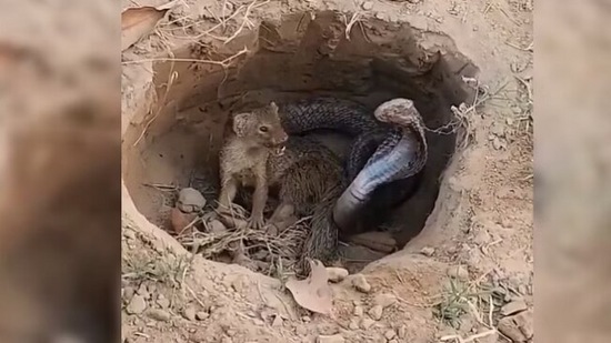  किंग कोब्रा आणि मुंगूसाची तुंबळ लढाई