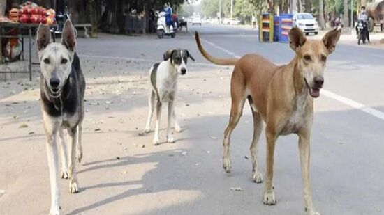 भटक्या कुत्र्यांच्या हल्ल्यात चिमुकली ठार; हैदराबाद येथील घटना! 
