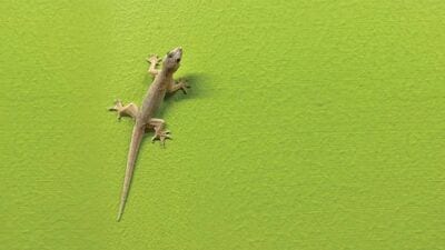 Lizard Falling : अचानक अंगावर पाल पडण्याचे संकेत काय असतात? अशा घडतात शुभ-अशुभ गोष्टी