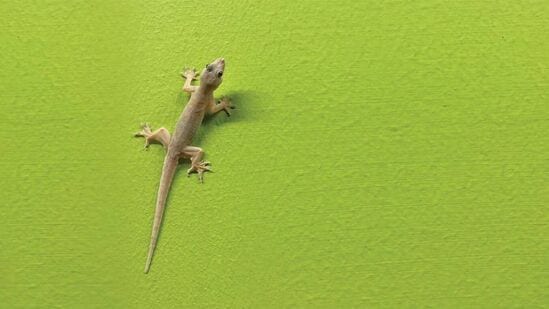 Lizard Falling : अचानक अंगावर पाल पडण्याचे संकेत काय असतात? अशा घडतात शुभ-अशुभ गोष्टी