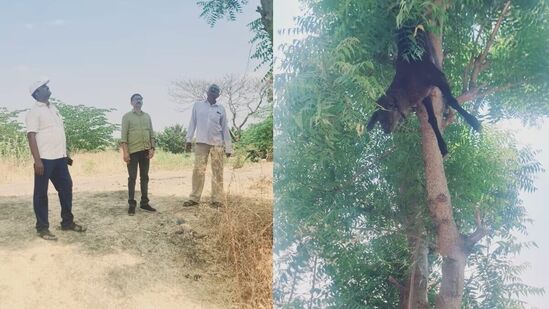 झाडाला आठवडाभर उलटं लटकवलं; अखेर तडफडून झाला मृत्यू, सांगलीत अघोरी प्रकाराने खळबळ