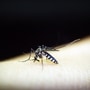mosquitoes_1700711806117