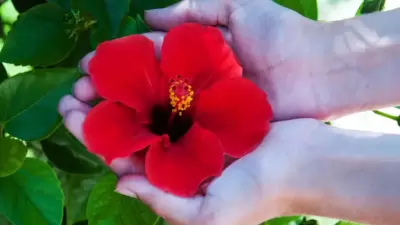 हनुमानाला &nbsp;लाल रंग आवडतो, त्यामुळे पूजेदरम्यान हनुमानाला लाल रंगाची फुले ही अर्पण करता येतात. तुम्ही झेंडूची फुले किंवा त्यापासून बनवलेल्या माळा देखील श्री हनुमानाला अर्पण करू शकता. तसेच श्री हनुमान जन्मोत्सवाच्या दिवशी गुलाबाची फुले किंवा लाल&nbsp;रंगाची फुले अर्पण करून बजरंगबलीचा आशीर्वाद मिळवू शकता.