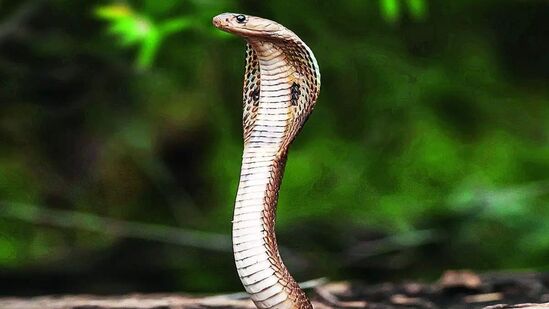 भारतात एक असे राज्य आहे जिथे एकही साप आढळलेला नाही. त्यामुळे हे राज्य 'सर्पमुक्त' राज्य म्हणून घोषित करण्यात आले आहे. जर तुम्हालाही सापांची भीती वाटत असेल तर तुम्ही या राज्यात नक्की जाऊ शकता. भारतात एक असे राज्य आहे जिथे एकही साप आढळलेला नाही. त्यामुळे हे राज्य 'सर्पमुक्त' राज्य म्हणून घोषित करण्यात आले आहे. जर तुम्हालाही सापांची भीती वाटत असेल तर तुम्ही या राज्यात नक्की जाऊ शकता.