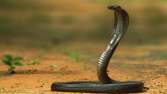 भारतात अनेक प्रकारचे साप आढळले असले तरी त्यातील बहुतांश हे बिनविषारी आहेत. मात्र, अनेकांना सापांची भीती वाटते. सापांबाबत जागरुकता नसल्याने ही भीती बळगावी लागते. पण सापांच्या भीतीपासून दूर राहायचे असेल तर तुम्ही एखाद्या 'सर्पमुक्त' राज्यात जाऊ शकता. भारतात अनेक प्रकारचे साप आढळले असले तरी त्यातील बहुतांश हे बिनविषारी आहेत. मात्र, अनेकांना सापांची भीती वाटते. सापांबाबत जागरुकता नसल्याने ही भीती बळगावी लागते. पण सापांच्या भीतीपासून दूर राहायचे असेल तर तुम्ही एखाद्या 'सर्पमुक्त' राज्यात जाऊ शकता.