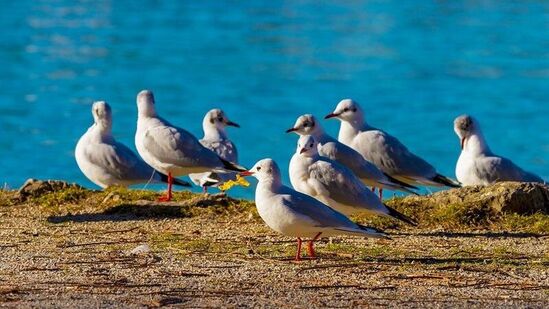 वनस्पतिशास्त्रज्ञ आणि प्राणीशास्त्रज्ञांच्या मते, लक्षद्वीप हे सापमुक्त राज्य असले तरी तेथे अनेक प्राणी आहेत. या बेटावर एकही कुत्रा नाही त्यामुळे ते रेबीजमुक्त आहे. या बेटांवर विविध जलचर प्राणी आहेत.