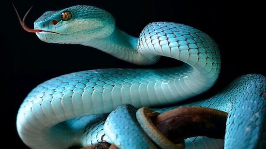 भारतात सापांच्या ३५० हून अधिक प्रजाती आढळतात. काही राज्यांमध्ये साप चावल्यामुळे होणाऱ्या मृत्यूचे प्रमाण जास्त आहे तर काही राज्यांमध्ये ते अगदीच कमी आहे. त्यामध्ये आसाम, अरुणाचल प्रदेश, त्रिपुरा या राज्यांचा समावेश आहे. या राज्यांमध्ये सापांचे प्रमाण जवळपास शून्य आहे. भारतात सापांच्या ३५० हून अधिक प्रजाती आढळतात. काही राज्यांमध्ये साप चावल्यामुळे होणाऱ्या मृत्यूचे प्रमाण जास्त आहे तर काही राज्यांमध्ये ते अगदीच कमी आहे. त्यामध्ये आसाम, अरुणाचल प्रदेश, त्रिपुरा या राज्यांचा समावेश आहे. या राज्यांमध्ये सापांचे प्रमाण जवळपास शून्य आहे.