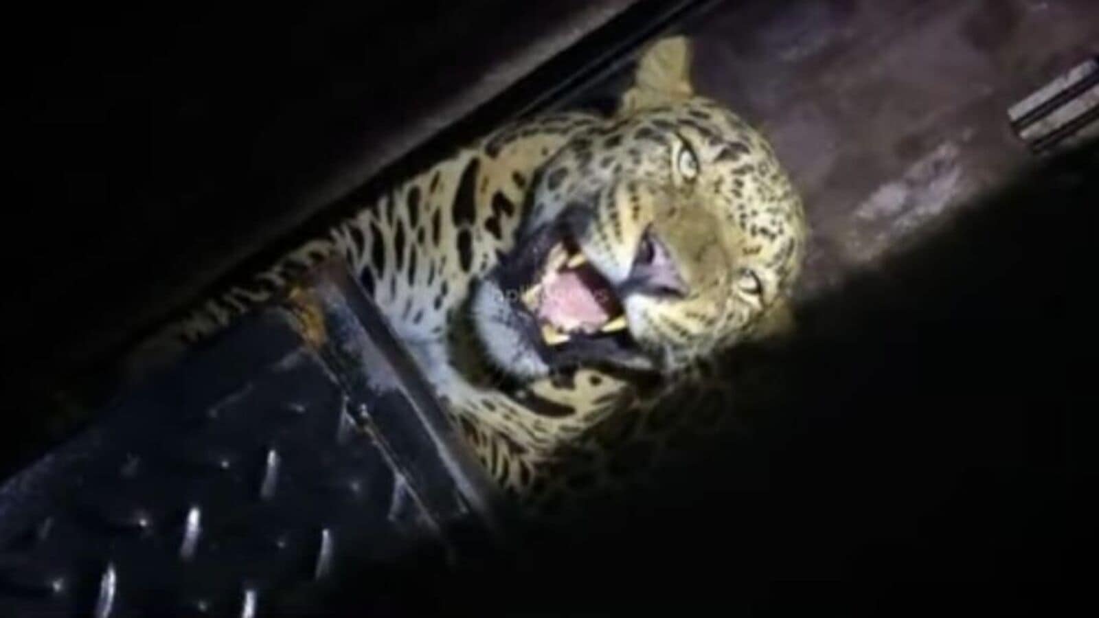 leopard in vasai fort : वसई किल्ल्यात धुमाकूळ घालणारा बिबट्या अखेर २५ दिवसांनी जाळ्यात; वन विभागाला मोठे यश