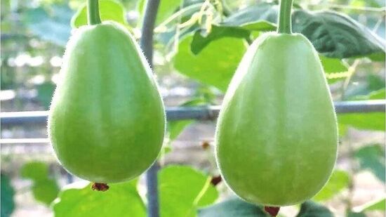 दुधी भोपळा: उन्हाळ्यात लौकी किंवा दुधी भोपळा सहज उपलब्ध होते. हे वजन कमी करण्यास आणि पचनास मदत करते. उन्हाळ्यात तुम्ही नियमित दुधीची भाजी खाऊ शकता. दुधी उकळून त्यात दही मिसळा. तुम्ही रायतासारखे खाऊ शकता. आपण दुधी भोपळ्याचे सूप देखील खाऊ शकता. उन्हाळ्यात हे सर्व शरीर थंड करेल