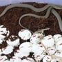 नवी मुंबईतील उलवे येथील एका बांधकामाच्या ठिकाणी सापडली सापाची ८१ अंडी, सर्पमित्रानं काय केलं पाहा!