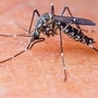 Every year, World Malaria Day is observed on April 25.