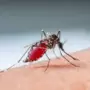 World Malaria Day 2024: मलेरियाच्या या वॉर्निंग साइन अजिबात करू नका दुर्लक्ष, सर्वांना माहीत असणे आवश्यक