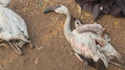 5 flamingos dead, 7 injured mysteriously in 24 hrs