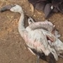 5 flamingos dead, 7 injured mysteriously in 24 hrs