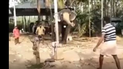The image shows an elephant playing cricket with humans. 