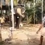 The image shows an elephant playing cricket with humans. 