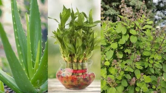 Lucky Plants for Home : कमी दिवसांमध्ये श्रीमंत व्हायचे असेल तर ही झाडं तुमच्या घरात नक्कीच लावा, जाणून घ्या