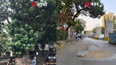 ‘मेट्रो’ मार्गात अडसर ठरलं म्हणून मुंबईत ३०० वर्षे जुन्या झाडाची कत्तल