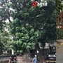 ‘मेट्रो’ मार्गात अडसर ठरलं म्हणून मुंबईत ३०० वर्षे जुन्या झाडाची कत्तल