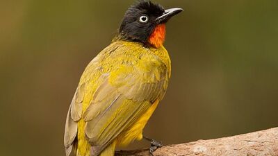 फ्लेम-थ्रेटेड पिकलारा हा गोव्याचा राज्य पक्षी आहे. &nbsp;हा फक्त दक्षिण भारतातील पश्चिम घाटाच्या जंगलातच आढळतो.&nbsp;