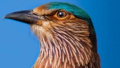ब्लूथ्रोट, इंडियन रोलर: &nbsp;इंडियन रोलर नावाचा हा पक्षी पाहण्यास अतिशय सुंदर आहे. हा तेलंगणा आंध्र प्रदेश, तेलंगण, ओडिशा, कर्नाटक राज्याचा राज्य पक्षी आहे. याला निळ्या रंगाचे पंख आणि शेपूट असल्यामुळे यांना स्थानिक &nbsp;भाषेत नीलकंठ असेही म्हणतात. असे मानले जातात की हा पक्षी दिसल्यास भाग्य उजळतं.