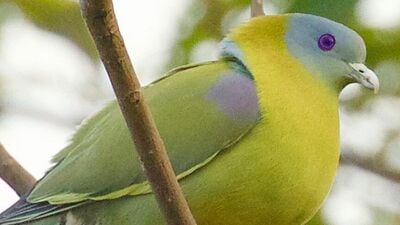 हरियाल हा महाराष्ट्राचा &nbsp;राज्य पक्षी आहे. या पक्षाला &nbsp;येलो फुट ग्रीन पिजन म्हणूनही ओळखलं जातं. रंगाची एक वेगळीच बानगी या पक्ष्यावर दिसून येते. हा पक्षी सहसा कळपांमध्ये राहून खात असतो. &nbsp;पहाटे हा पक्षी सहसा घनदाट जंगलात उगवणाऱ्या झाडांच्या माथ्यावर घरटे बांधतो.&nbsp;