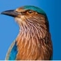<p>ब्लूथ्रोट, इंडियन रोलर: &nbsp;इंडियन रोलर नावाचा हा पक्षी पाहण्यास अतिशय सुंदर आहे. हा तेलंगणा आंध्र प्रदेश, तेलंगण, ओडिशा, कर्नाटक राज्याचा राज्य पक्षी आहे. याला निळ्या रंगाचे पंख आणि शेपूट असल्यामुळे यांना स्थानिक &nbsp;भाषेत नीलकंठ असेही म्हणतात. असे मानले जातात की हा पक्षी दिसल्यास भाग्य उजळतं.</p>