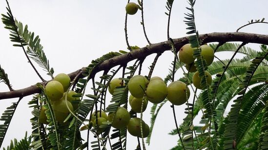 त्वचेचे आरोग्य सुधारते: आवळ्यातील अँटीऑक्सिडंट आपल्या त्वचेचे पर्यावरणीय प्रदूषणापासून संरक्षण करते. जर तुम्ही आवळ्याचे नियमित सेवन केले तर त्वचा चमकदार आणि तरुण होते. त्वचेचे आरोग्य सुधारते: आवळ्यातील अँटीऑक्सिडंट आपल्या त्वचेचे पर्यावरणीय प्रदूषणापासून संरक्षण करते. जर तुम्ही आवळ्याचे नियमित सेवन केले तर त्वचा चमकदार आणि तरुण होते.