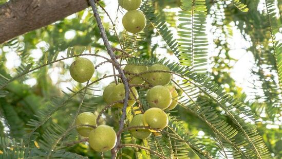 कोलेस्ट्रॉलची पातळी कमी करते: आवळ्यातील फायबर आणि अँटीऑक्सिडंट्स रात्री कोलेस्टेरॉलची पातळी कमी करतात आणि हृदयाच्या समस्या दूर करतात. कोलेस्ट्रॉलची पातळी कमी करते: आवळ्यातील फायबर आणि अँटीऑक्सिडंट्स रात्री कोलेस्टेरॉलची पातळी कमी करतात आणि हृदयाच्या समस्या दूर करतात.
