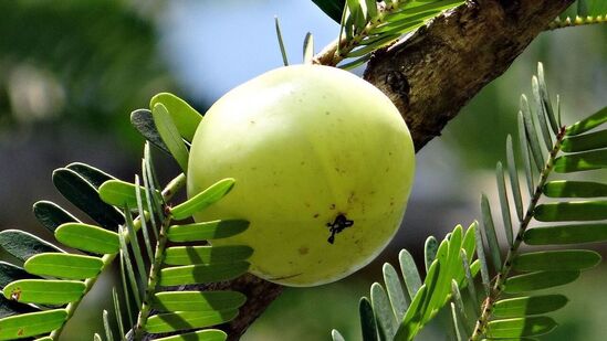 यकृताचे कार्य सुधारते: आवळा शरीरातील विषारी पदार्थ काढून टाकतो, त्यामुळे तुमचे यकृत निरोगी राहते. जर आवळ्याचे नियमित सेवन केले तर शरीरातून प्रदूषित होणारे कोणतेही हानिकारक पदार्थ दूर होतात आणि यकृताच्या समस्या दूर होऊ शकतात. यकृताचे कार्य सुधारते: आवळा शरीरातील विषारी पदार्थ काढून टाकतो, त्यामुळे तुमचे यकृत निरोगी राहते. जर आवळ्याचे नियमित सेवन केले तर शरीरातून प्रदूषित होणारे कोणतेही हानिकारक पदार्थ दूर होतात आणि यकृताच्या समस्या दूर होऊ शकतात.