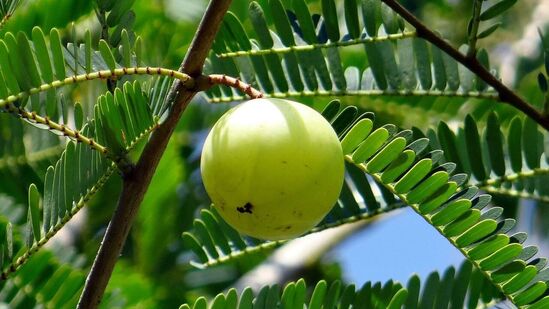 वजन कमी करण्यास मदत करते: आवळ्यामध्ये फायबरचे प्रमाण जास्त असते, जे भूक कमी करण्यास मदत करते आणि वजन नियंत्रित ठेवते. हे चयापचय वाढवते आणि आपल्या शरीरास कॅलरी बर्न करण्यास मदत करते. वजन कमी करण्यास मदत करते: आवळ्यामध्ये फायबरचे प्रमाण जास्त असते, जे भूक कमी करण्यास मदत करते आणि वजन नियंत्रित ठेवते. हे चयापचय वाढवते आणि आपल्या शरीरास कॅलरी बर्न करण्यास मदत करते.
