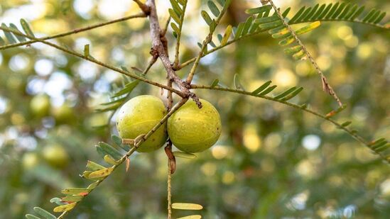 डोळ्यांचे आरोग्य सुधारते: आवळ्यातील व्हिटॅमिन ए आणि कॅरोटीनोइड्स डोळ्यांची दृष्टी सुधारण्यास मदत करतात. रोज आवळ्याचे सेवन केल्यास वयामुळे होणाऱ्या मोतीबिंदूच्या समस्येपासूनही सुटका मिळू शकते. त्यातील ऑक्सिडेटिव्ह अॅसिड डोळ्यांचे नुकसान होण्यापासून संरक्षण करते. डोळ्यांचे आरोग्य सुधारते: आवळ्यातील व्हिटॅमिन ए आणि कॅरोटीनोइड्स डोळ्यांची दृष्टी सुधारण्यास मदत करतात. रोज आवळ्याचे सेवन केल्यास वयामुळे होणाऱ्या मोतीबिंदूच्या समस्येपासूनही सुटका मिळू शकते. त्यातील ऑक्सिडेटिव्ह अॅसिड डोळ्यांचे नुकसान होण्यापासून संरक्षण करते.