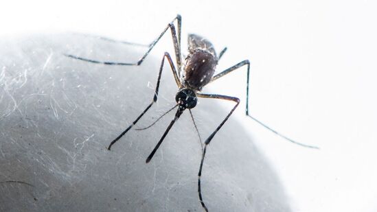 फरशी साफ करताना किंवा पुसताना डासांपासून बचाव करण्यासाठी तुम्ही लेमनग्रास किंवा सिट्रोनेला इसेंशियल ऑइलचा एक थेंब वापरू शकता. घरात रिपेलेंटचा वापर केल्यास देखील डासांना दूर ठेवता येते. फरशी साफ करताना किंवा पुसताना डासांपासून बचाव करण्यासाठी तुम्ही लेमनग्रास किंवा सिट्रोनेला इसेंशियल ऑइलचा एक थेंब वापरू शकता. घरात रिपेलेंटचा वापर केल्यास देखील डासांना दूर ठेवता येते. 