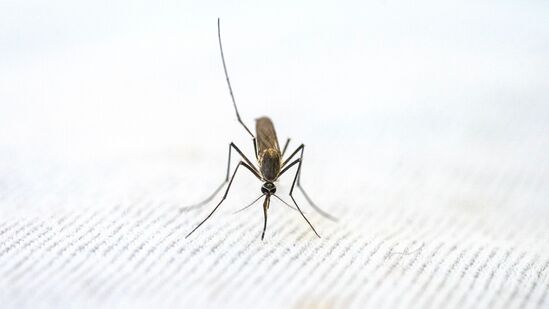 डासांना आत घरात जाण्यापासून रोखण्यासाठी आपण खिडकीच्या स्क्रीनचा वापर करू शकतो. झोपताना मच्छरदाणीचा वापर केल्यास देखील डासांच्या चावण्यापासून बचाव होऊ शकतो.&nbsp;