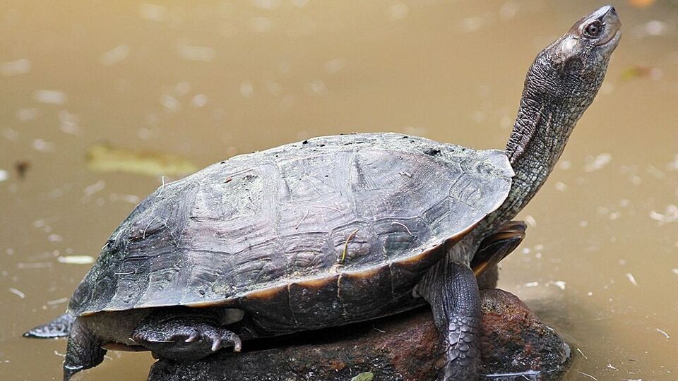 World Turtle Day 2024: जागतिक कासव दिन साजरा करण्याचा उद्देश काय? हे ...