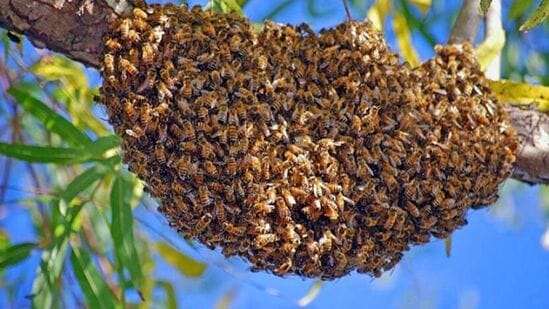 मधमाशांचा हल्ला झाल्यास नेमकं काय करावं?